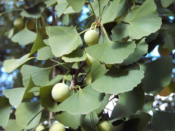 Ginkgo 3