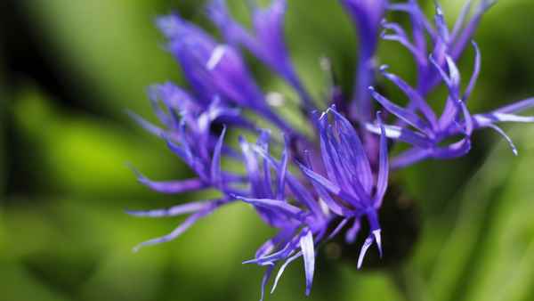 Kornblume
