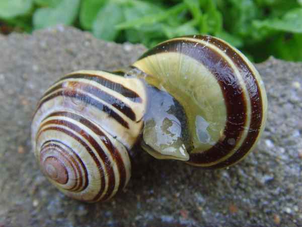 Wenn Schnirkelschnecken schneckeln… II