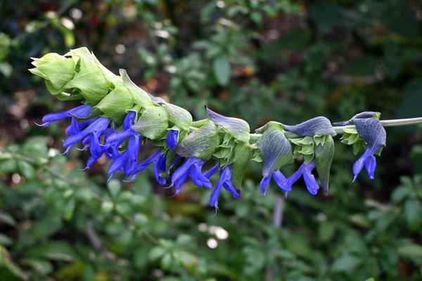 Royalblau-Trendfarbe