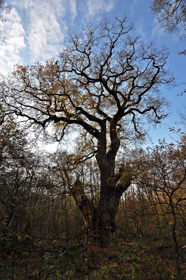 1200jährige Eiche