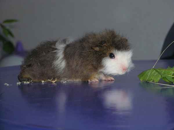 Meerschweinchen Wuschel