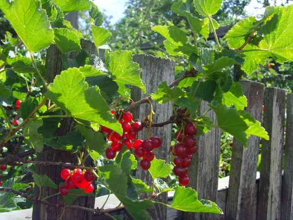 Gesundes aus dem Bauerngarten