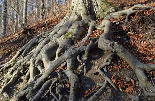 Verschlungene Wege