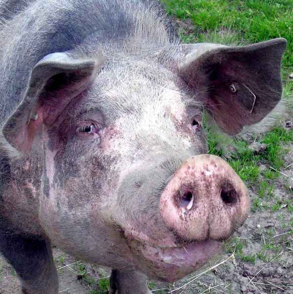 Rotbraunes Husumer Schwein vom Lütjensee im Grossraum Hamburg