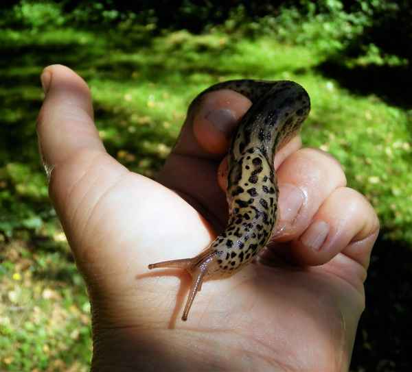 Gartenhelfer Tigerschnegel