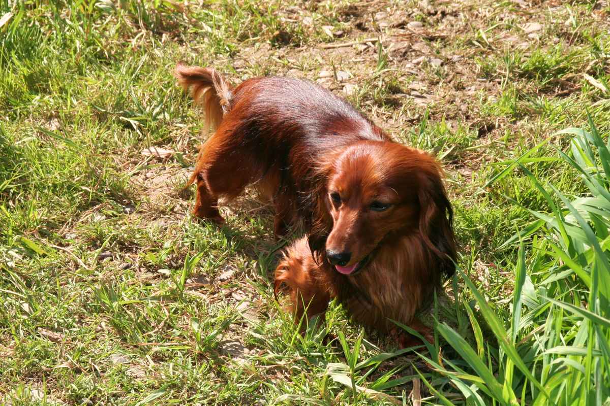 Moritz auf der Jagd 2