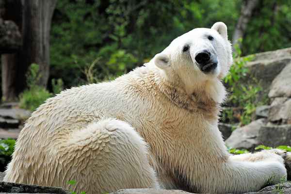 Ich möchte (k)ein Eisbär sein!