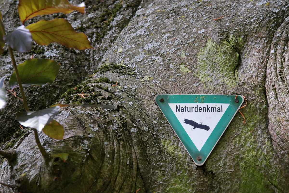 Naturdenkmal