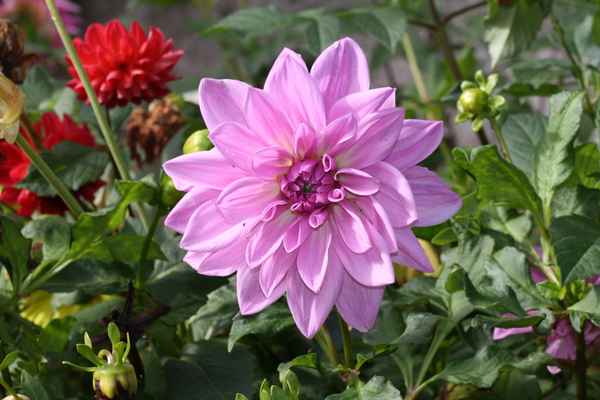 Schöne Dahlienblüte in lila
