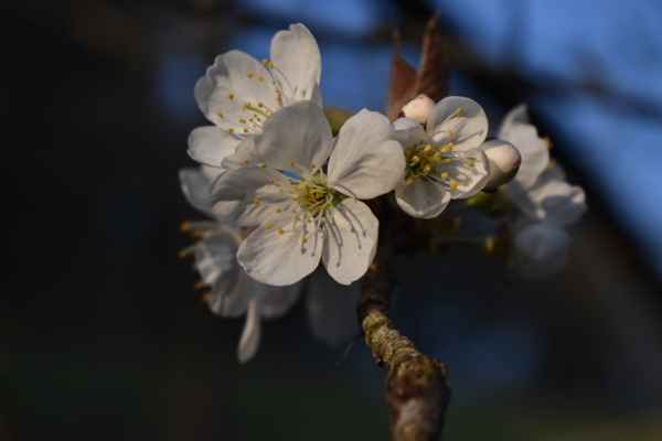Kirschblüte vor blauem Hintergrund