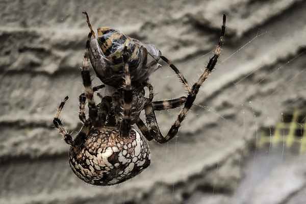 Spinne frisst Wespe