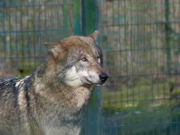 der Wolf