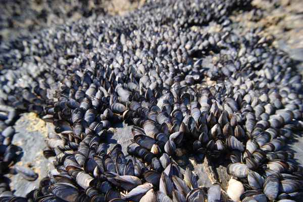 miesmuscheln (1)