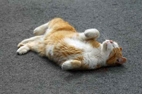 Genug fotografiert - jetzt bitte kraulen!!!