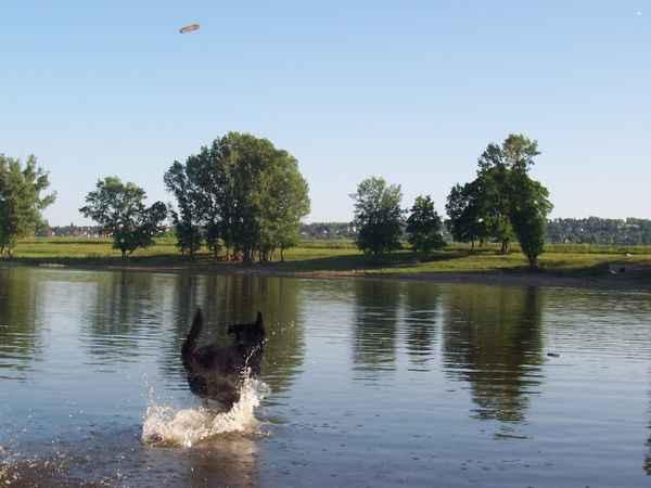 Wer ist schneller, Benny oder Stöckchen?