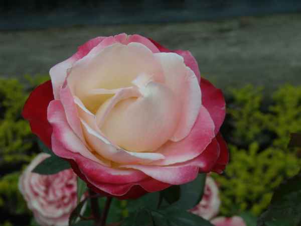 Flower of Love