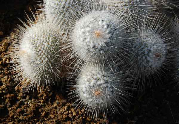 Mammillaria geminispina