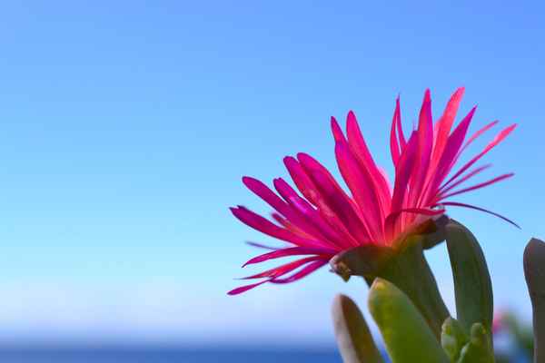Mittagsblume