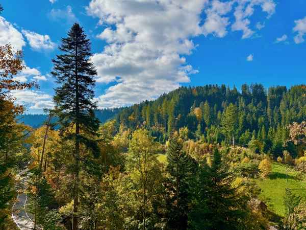 Schwarzwald-Herbst im Forbachtal