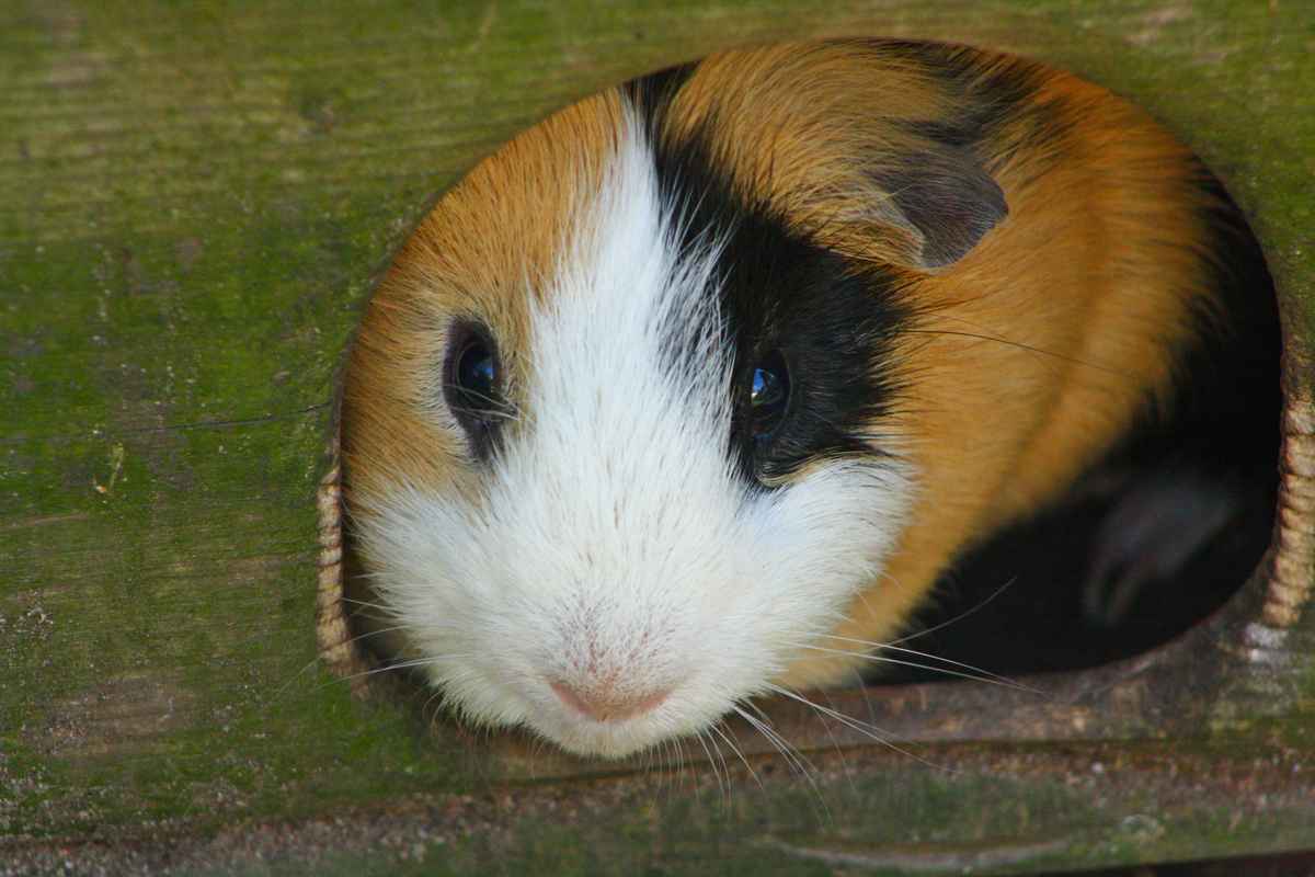 Meerschweinchenblick