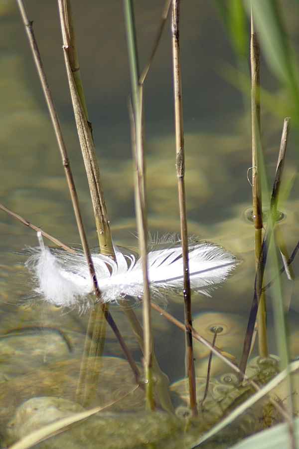 Die Feder im See