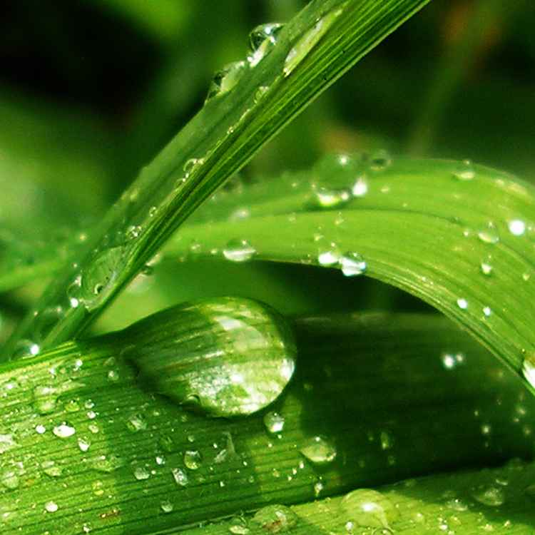 Gras mit Regentropfen