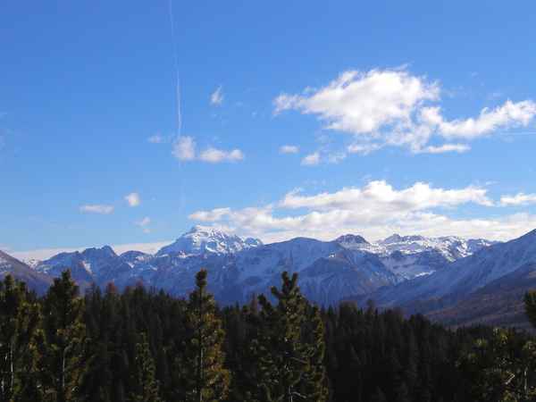 Ortler über dem Arvenwald