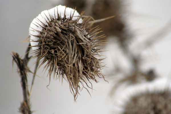Schneekäppchen