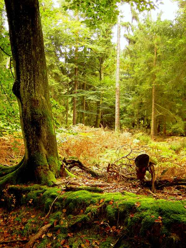 Brauner Farn und grünes Moos