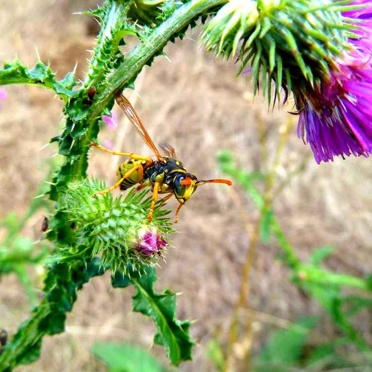Beeindruckende Hornisse