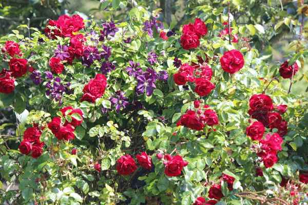 &Uuml;ppige Rosenbl&uuml;te