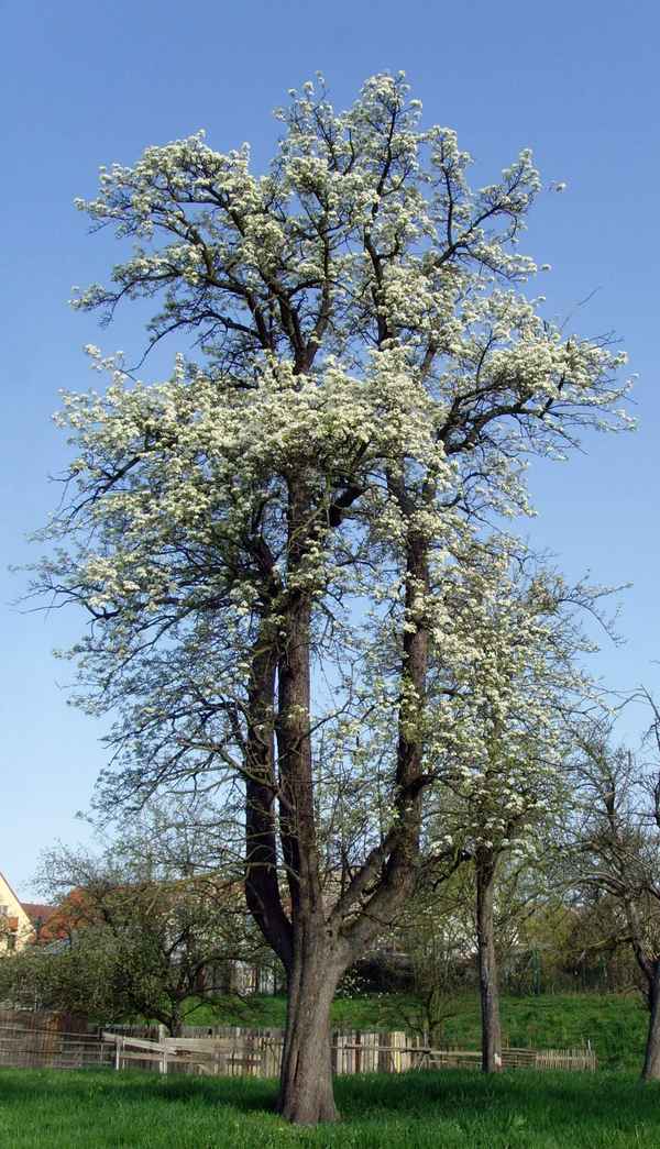 Blühender gigantischer Birnbaum auf Obstbaumwiese