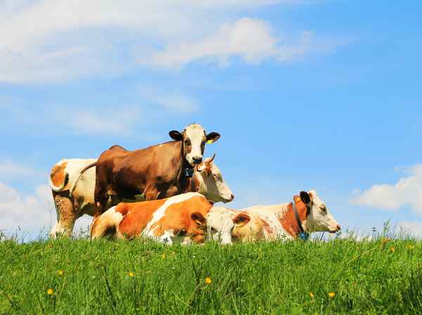 Glückliche Bergkühe 02