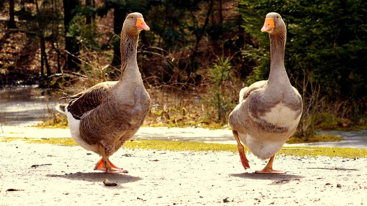 Spaziergang im Duett