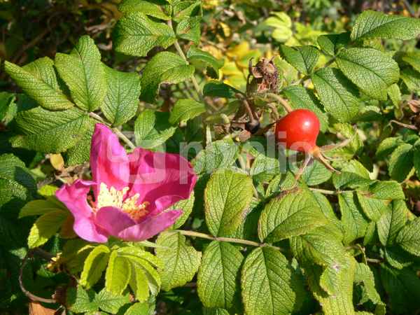 Blüte und Frucht