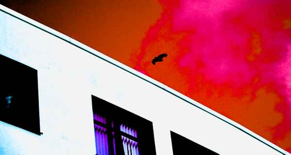 Black Crow on Bloody Sky
