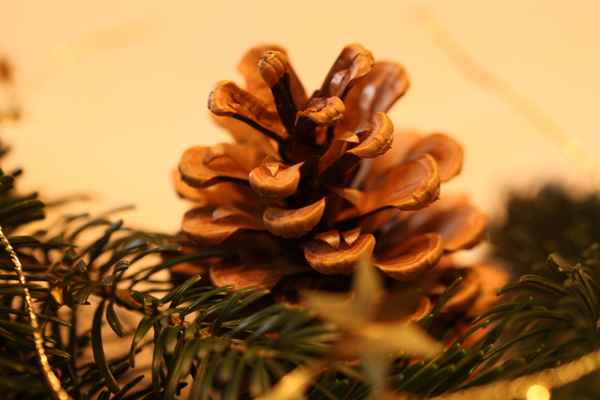 Tannenzapfen
