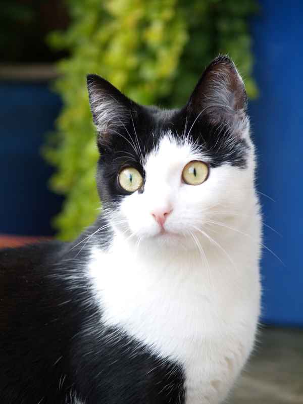 Katzenportrait Lucie