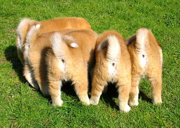 LAUTER KLEINE POPO´S