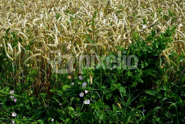 Kornfeld 3
