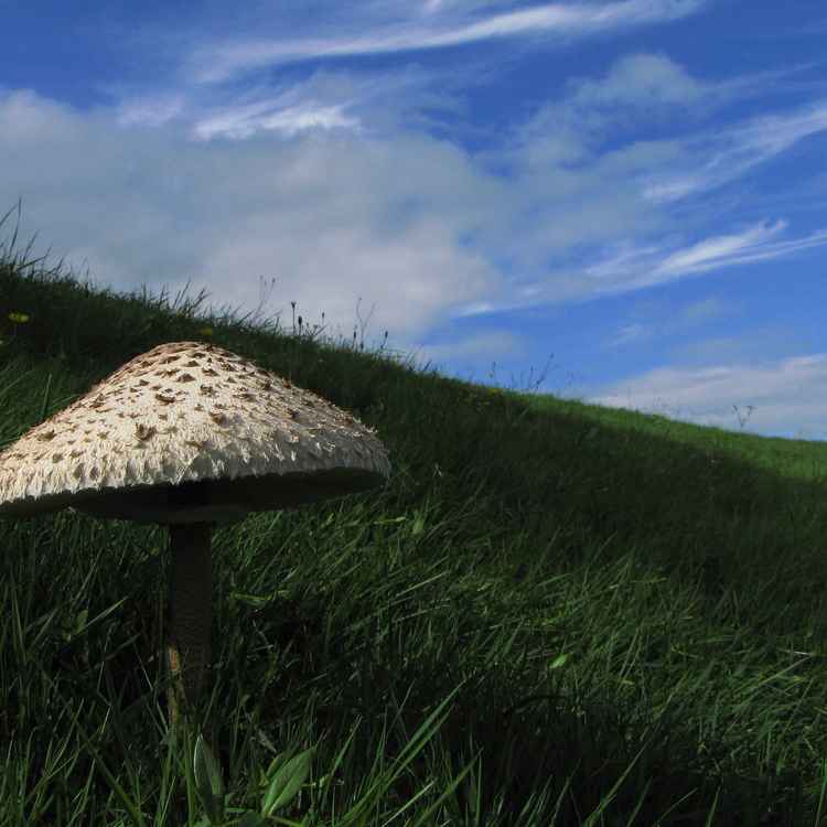 Guten Morgen Sonne !