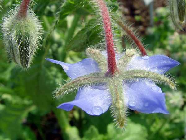 Borretsch [Borago officinalis] nach einem Regenguss II