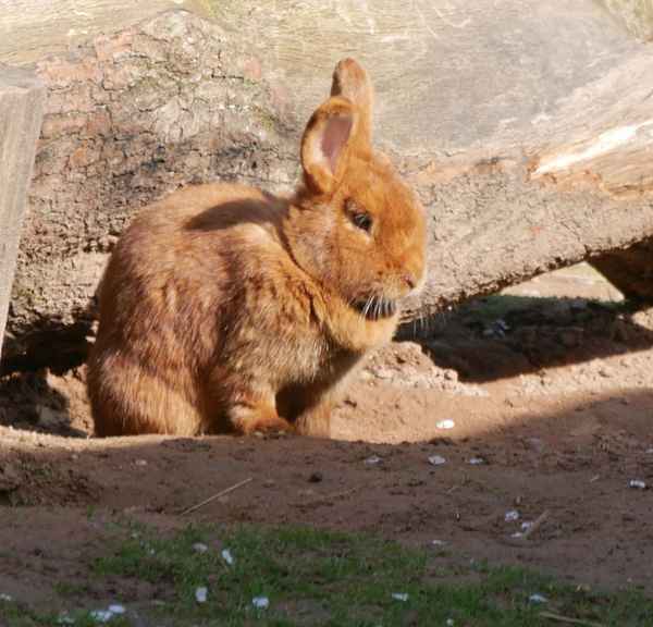 Osterhase sucht Versteck