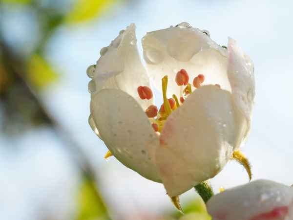 birnenblüte nach dem morgennebel