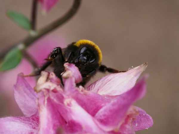 Schau mir in die Facettenaugen