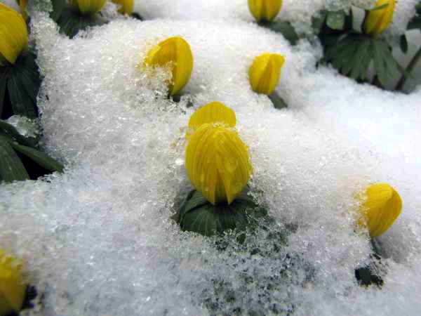 Wir wollen siegen ...