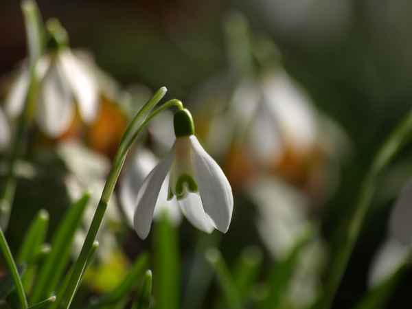 Lichtmess-Glöckchen