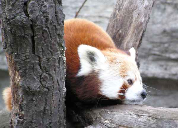 Kleiner Panda