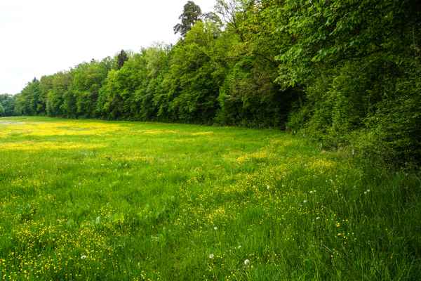 Frühling in Wald und Flur